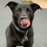 Hello! My name is Samantha, I am 20 year old college student home for the summer and I love cats and dogs!