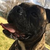 Pet Sitter, Dogs, Cats, and all