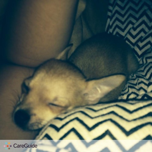 Pet Care Provider Syarrah A's Profile Picture