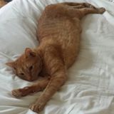 Employing Fallbrook Cat Sitter