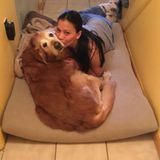 Available: Talented Dog Sitter in Jackson, New Jersey