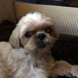 I am looking for overnight care for my shihtzu.
