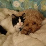 Flexible and Loving Pet Sitter in Central and SW Edmonton, Alberta