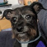 Experienced with Dogs, Cats, and More!