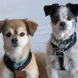 Looking for a dependable in-home, overnight dog sitter with reliable availability for 2 small dogs in downtown Frederick