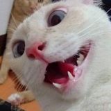 Petsitter who adores animals! Reasonable prices, fine with staying overnight! $11 a hour