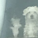 San Angelo Dog Walker Interviewing For Job Opportunities in Texas