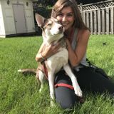 Passionate, Dependable and Qualified Dog and Sitter in Bowmanville!