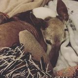 Bunnies and iguana and Italian Greyhound to be fed and watered and medicated