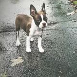 Boston Terrier Puppy needs love and attention.
