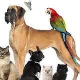 Pet sitter/housesitter