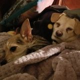 Professional Loving Animal Care Giver with 15+ years of experience Works in California
