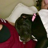 Available For Lakewood House Sitting, and pet sitting. No over nights