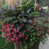 Experienced Gardener, stager