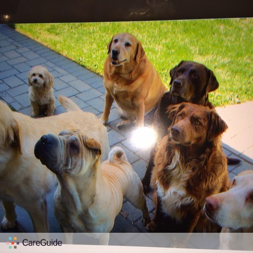 Pet Care Job Patty McGrath's Profile Picture