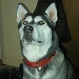Hi I'm Helena and im a Phoenix, New York Dog Walker