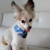 Caring is sharing and I care! My name is Dawn and I would love the opportunity to take care of your pet