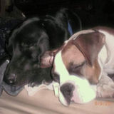 Huge animal lover and activist. Would love the opportunity to meet your furry family member.