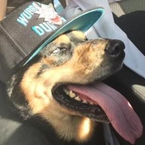 Pet Care Job Jesica A's Profile Picture