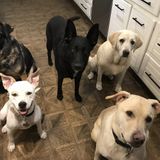 Thirty year pet and house sitting professional to care for your pets and home