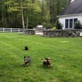 South Salem, New York Pet Carer Job