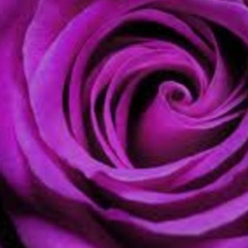 Housekeeper Provider Joan S's Profile Picture