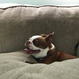 Available: Talented Dog Walker in Kingston, NY