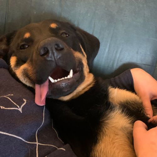 Pet Sitting Jobs Saskatoon Saskatchewan Dog Sitter Dog Walking Jobs Petsitter Com