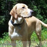 Dog Runners and Dog Walkers serving Highlands Ranch and Lone Tree
