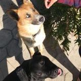 I would love to take care of dogs since I am a dog owner myself in La Puente, California
