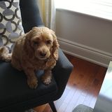 Looking for a Nanny, Housekeeper and Driver for our Midtown Family
