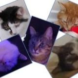 Searching for someone who loves cats as we have 5 of them and someone who can stay at the house during our absence.