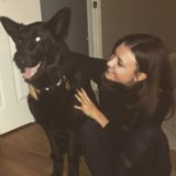 Horse and Dog Sitter in Fort Collins. Extensive experience with both