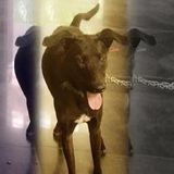 Thorold Animal Lover Looking For Being Hired in Ontario
