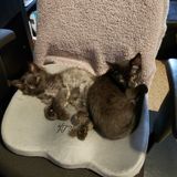Looking for cat sitter over winter break