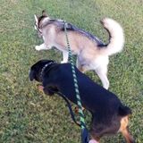 Available For Richmond Hill Dog Walking Services