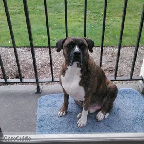 Pet Care Provider Maureen P's Profile Picture