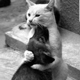 Animal lover