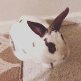 Caring and Responsible Bunny Sitter Available!
