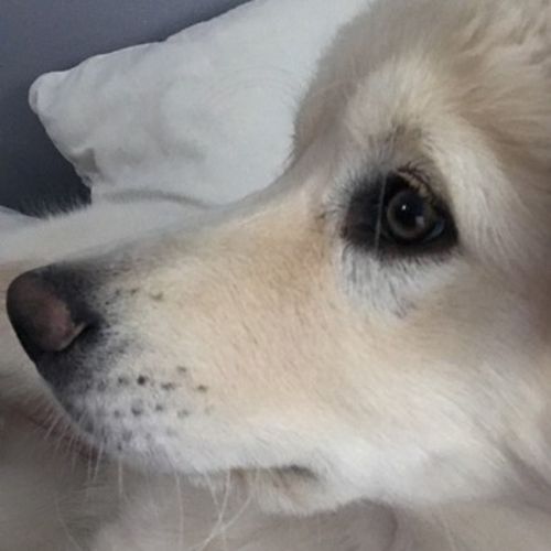 Pet Care Job Sandra G's Profile Picture