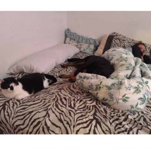 Pet Care Provider Amanda H's Profile Picture