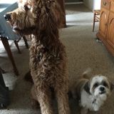 Dog walking, sitting, or feeding no matter the size. Older retired military man