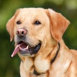 Hiring Toronto, Ontario Petsitter