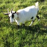 Looking for an assistant goat milker in Fayetteville, TN