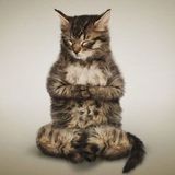 Looking For a Cat Sitter Job in Innisfail, Alberta