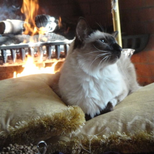 Pet Care Provider Sydney C's Profile Picture