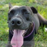 Need loving dog sitter, care taker for my Bella