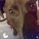 Available: Trustworthy Animal Caregiver in Patterson, California