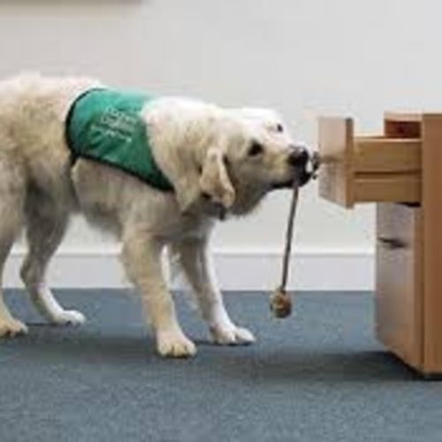 Pet Care Provider Teresa H's Profile Picture
