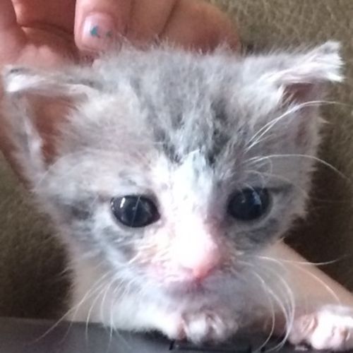 Pet Care Provider Anna Kindelberger's Profile Picture